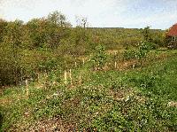 Morsetown Brook Planting Project-April 2012